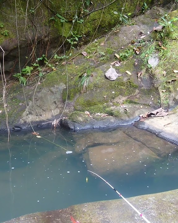 MW Story BONGKAR TEKNIK MANCING dan UMPAN ANDALAN untuk Mancing Ikan WADER CAKUL BABON (3)