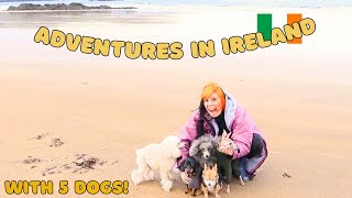 Day in the life of dog adventure in Ireland! by Cece Canino My Life With Dogs 48 views 5 months ago 5 minutes, 23 seconds