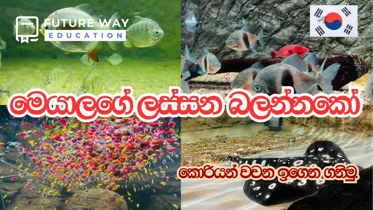 මෙයාලගේ ලස්සන බලන්නකෝ I කොරියන් වචන ඉගෙන ගනිමු I Future Way Education I 0778525121