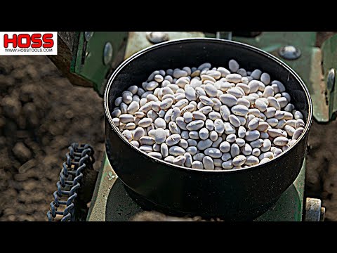 Video: ¿Qué son los frijoles Half-Runner? Cómo cultivar frijoles Half-Runner