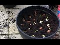 PLANTING TULIP BULBS IN MARCH / spring container / bulb planting