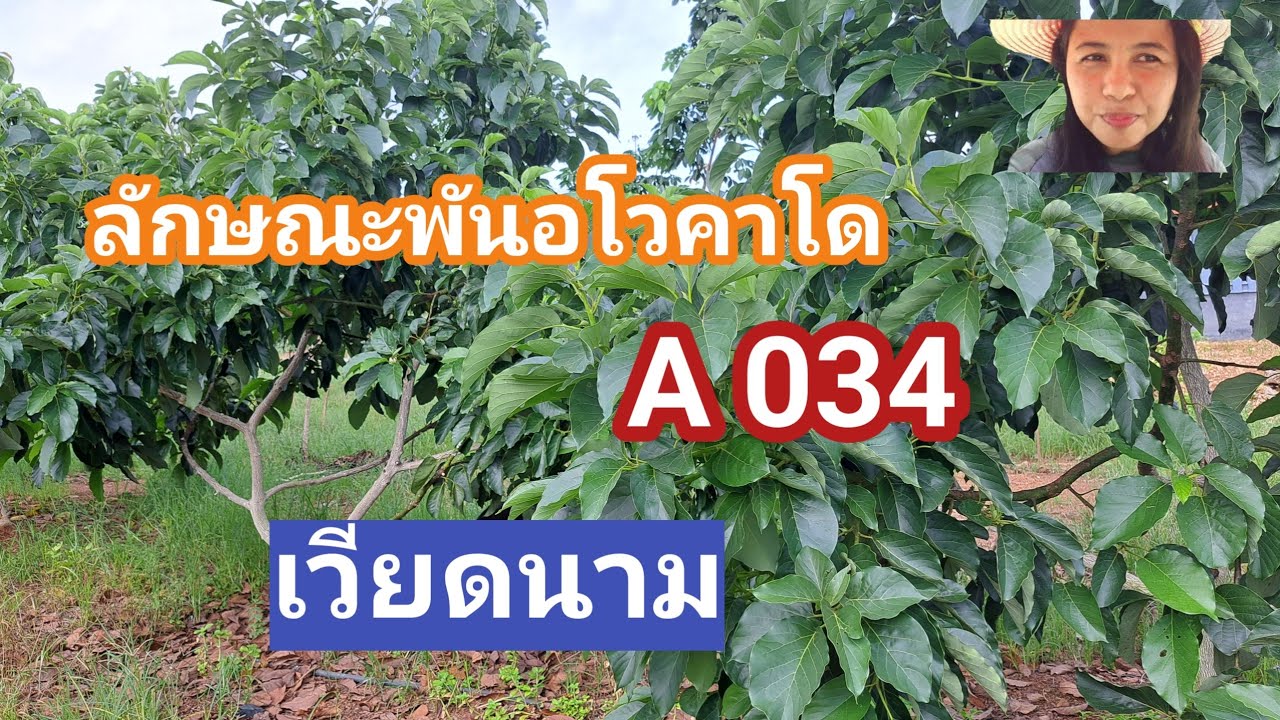 #ลักษณะอโวคาโดพัA034#ชม สวนอโวคาโดระยองฮิ#เจ้ชงชอบเล่าชอบไล้ 27มิย68