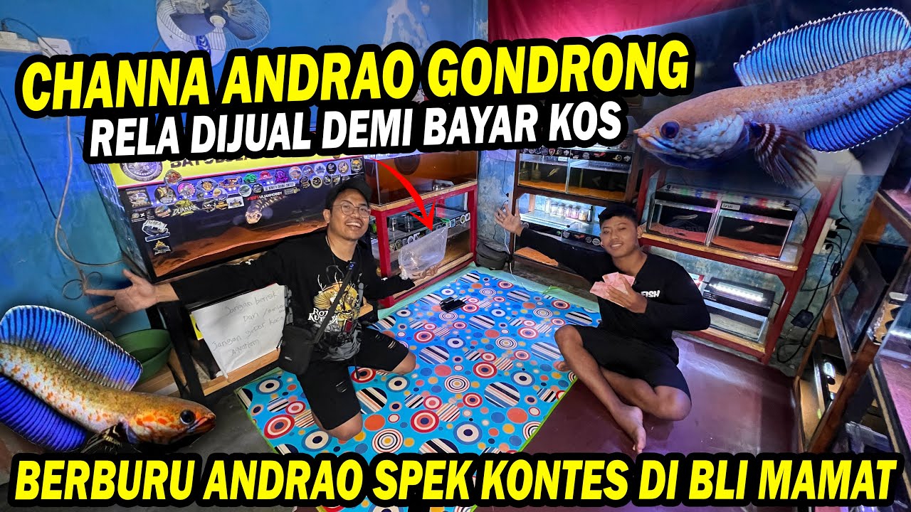 DEMI BAYAR KOS!! JUAL CHANNA ANDRAO GONDRONG SPEK KONTES
