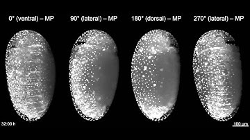 Imaging embryogenesis in the beetle Tribolium