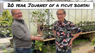 20 Year Journey of a Ficus Bonsai