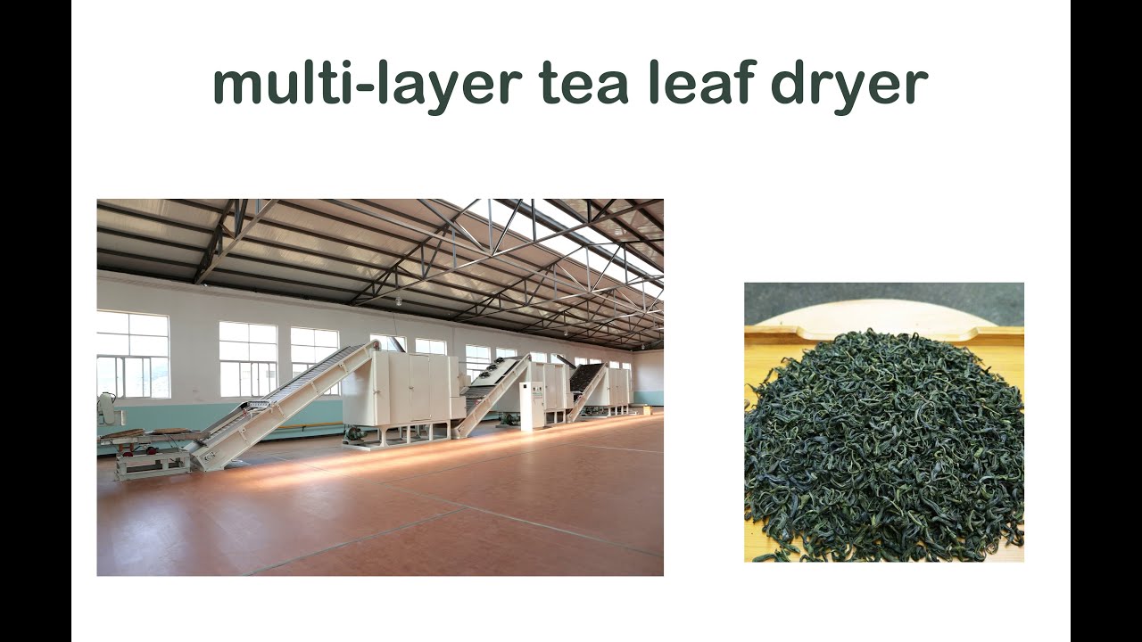 multi layer tea leaf dryer video