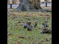 They run and play on the grass.