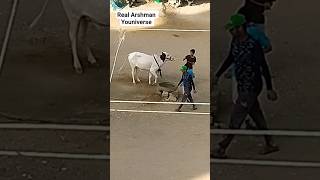MASHALLAH 😍 Heavy Bulls Qurbani Bado Badi Cow Qurbani Eid Mubarak #bull #angrybulls #shorts #viral