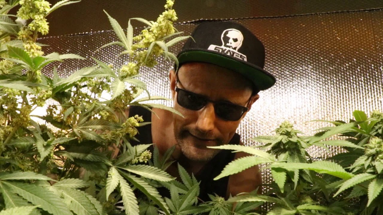 Kre8ing Better Cannabis BCBD Style!