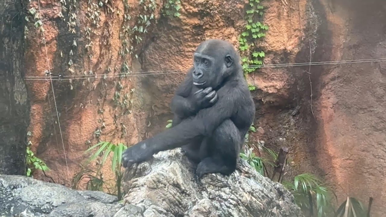 雨の日のゴリラさん【‎2025年‎5月10日】【上野動物園】ゴリラ - YouTube