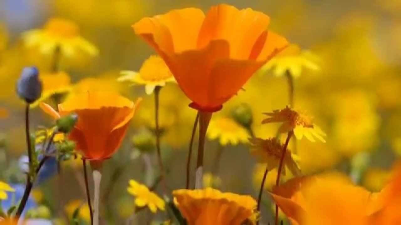 Wildwood Flower (ukulele instrumental) YouTube