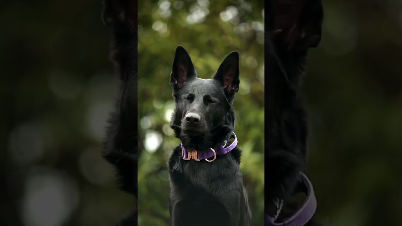 Black German shepherd dog ||#germanshepherd