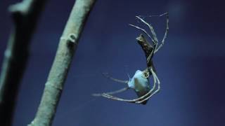 Feeding an Ogre-Faced Spider!