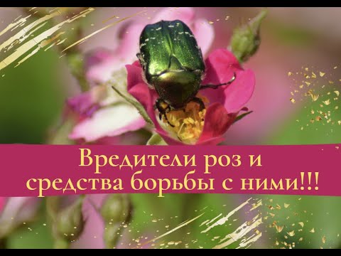 Вредители роз и средства борьбы с ними