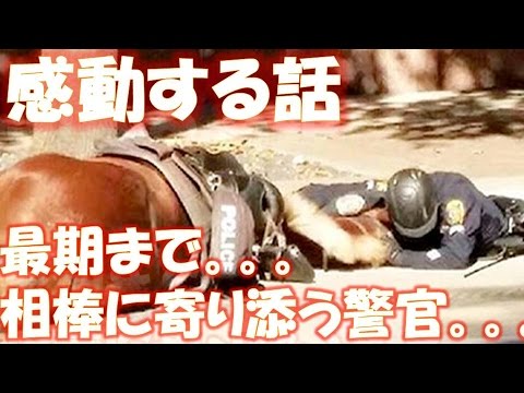 路上に横たわる相棒　最期の瞬間まで寄り添った警察官 相互登録 【感動する話】【涙腺崩壊】