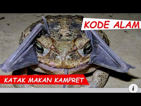 Nyata Katak Makan Kampret Apakah Kode Alam Youtube