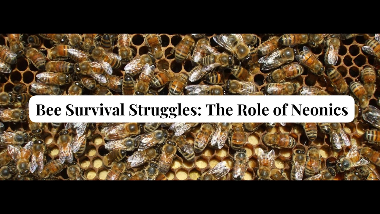 Bee Survival Struggles: The Role of Neonics Webinar