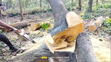 Cutting large  tree using Stikl MS 461 chainsaws  by realme 9 shot