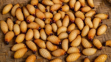 Nhiều người sợ mất hồn sau khi nhìn thấy những đặc sản vùng cao này 