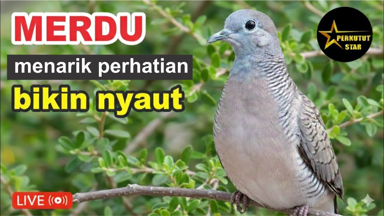 Perkutut Lokal Gacor alam bebas suaranya mengandung umpan