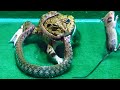 Amazing!! Asian Bullfrog Eats Big Snake And Mouse! Asian Bullfrog Live Feeding