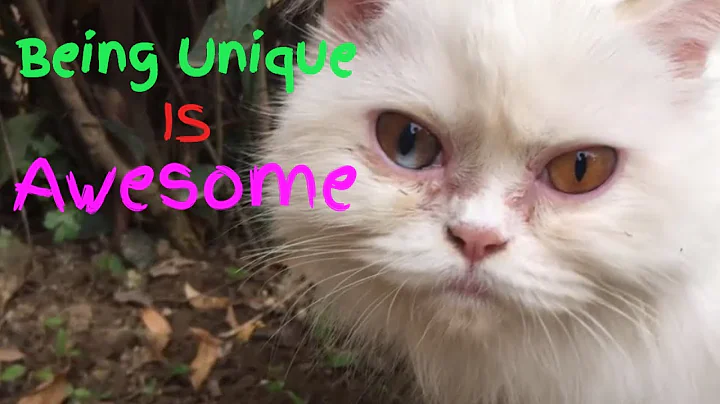 Watch the video about White Persian cat Zoey