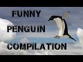 Funny Antarctic Penguin Compilation