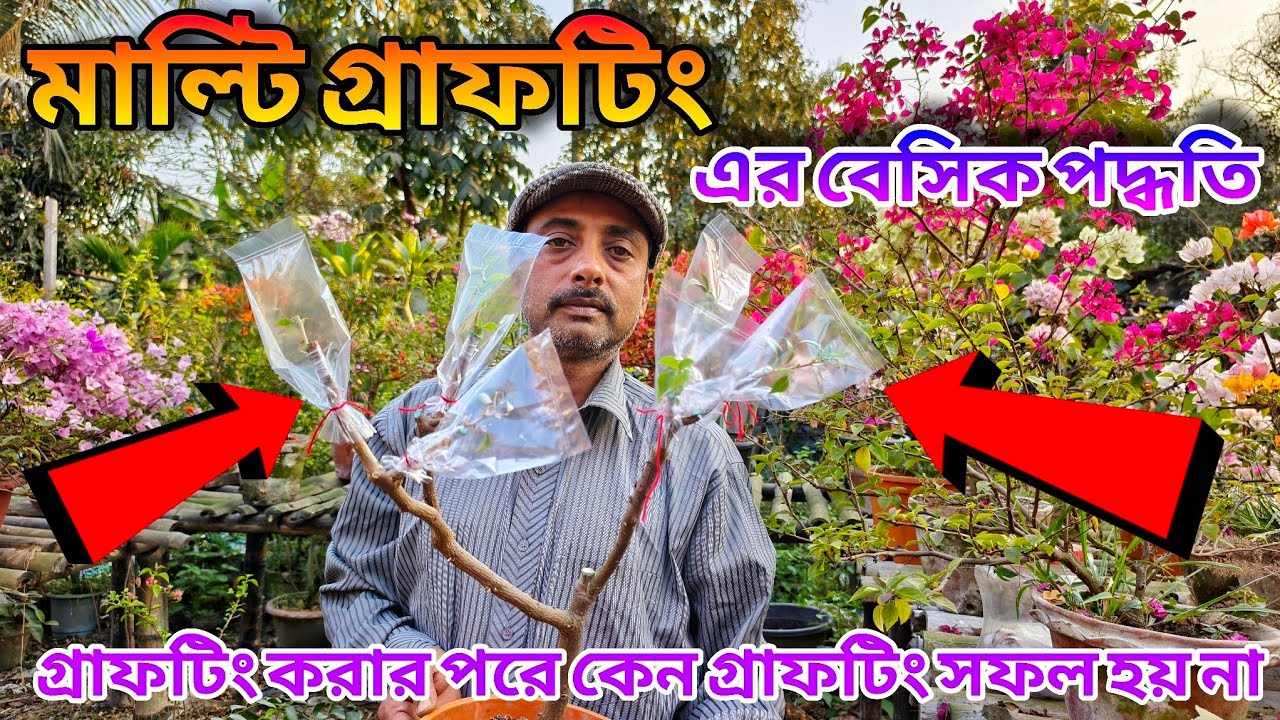 বোগেনভিলিয়া গাছের মাল্টি গ্রাফটিং পদ্ধতি ও কেন গ্রাফটিং করার পরে সফল হয় না / plant care tips 