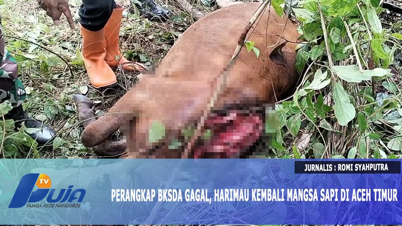 Perangkap BKSDA Gagal, Harimau Kembali Mangsa Sapi Di Aceh Timur