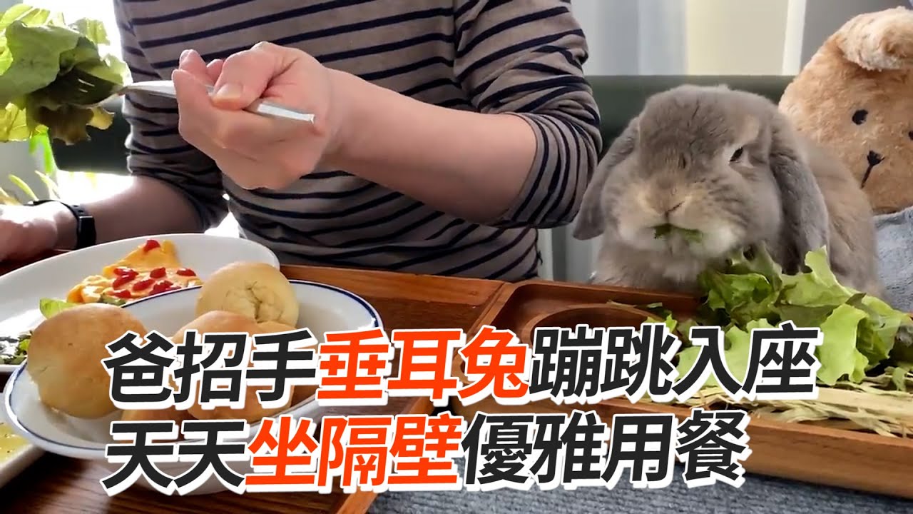 垂耳兔吃播　坐爸隔壁一起用餐超療癒｜兔子｜寵物｜飼料｜精選影片
