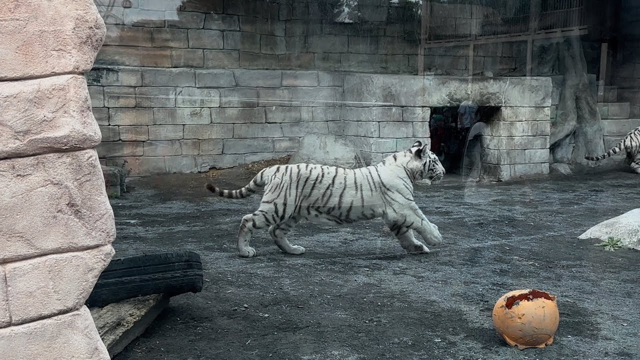 飼育員さんが来たら走ってお出迎えをする健気なハクくん🐯　10月23日 東武動物公園　ホワイトタイガー赤ちゃん