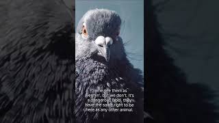 The desire to live is the same within us all!