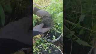Shocking Discovery about Biochar#Biochar #SustainableFarming #Gardening #OrganicFarming #SoilHealth