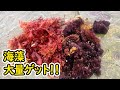 大荒れの海で海藻を大量ゲット！