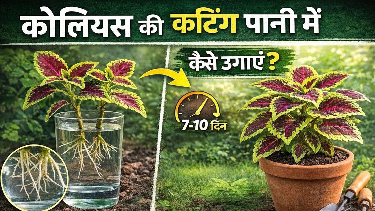 कोलियस पौधे की कटिंग कैसे लगाएं? आसान तरीका | Coleus Plant Care & Propagation in Hindi