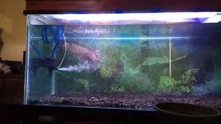 Classic RTG arowana eat