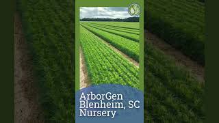Arborgen Blenheim, Sc Nursery