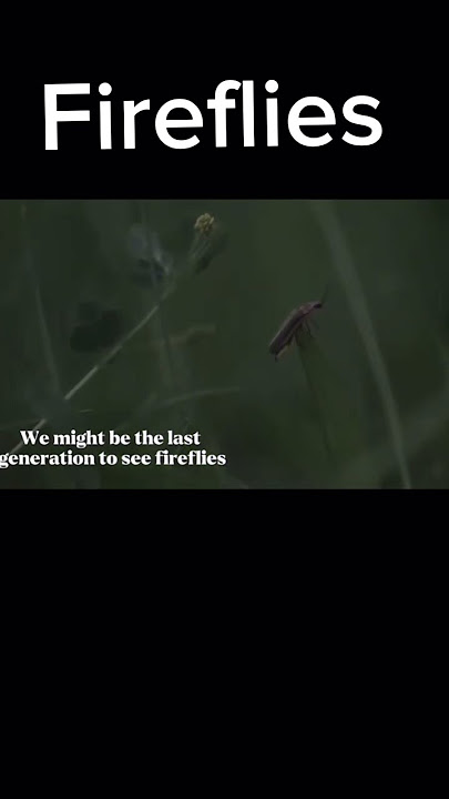 Fireflies #firefly