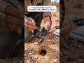 Scientists Put a Camera on a Scorpion… This Is What It Saw 🦂