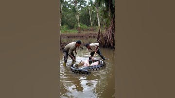 Two men rescue pigs attacked by giant python