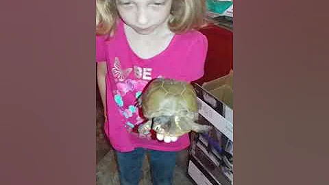 Tiny turtle trying to run in a hand