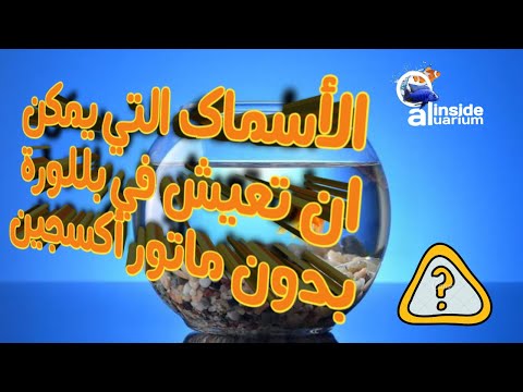 فيديو: هل يمكن أن تعيش سمكة الزناد معًا؟