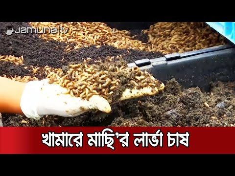 ভিডিও: লার্ভা কাকে খায়?