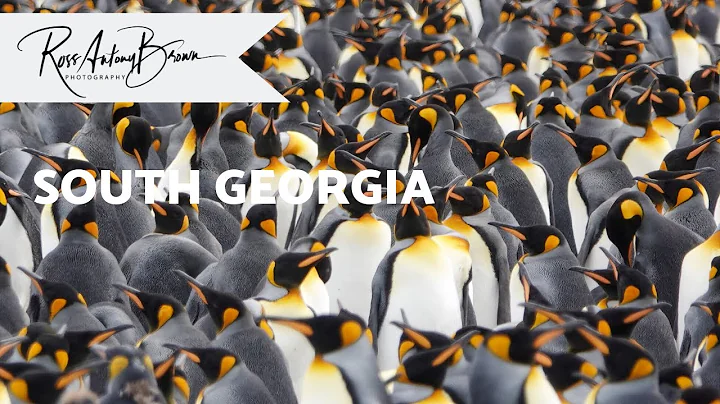 South Georgia - The Island of the King Penguin