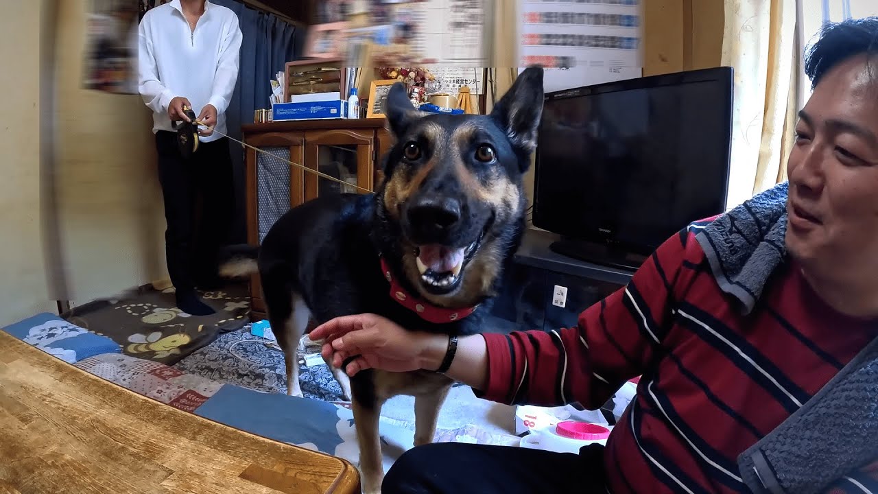 久しぶりに会ったオヤジの弟君が愛犬を散歩に連れて行こうとしたら、こうなりましたｗ