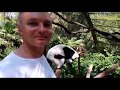 Lemurs. Singapore Zoo