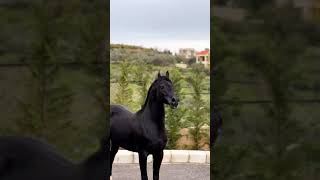 #أفضل حصان عربي أصيل في العالم