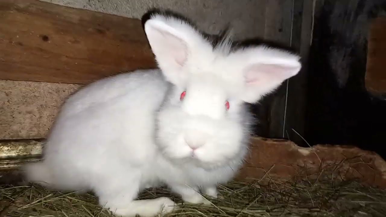 3 SECRETE NESPUSE SA ACHIZITIONEZI IEPURI FOARTE IEFTINI