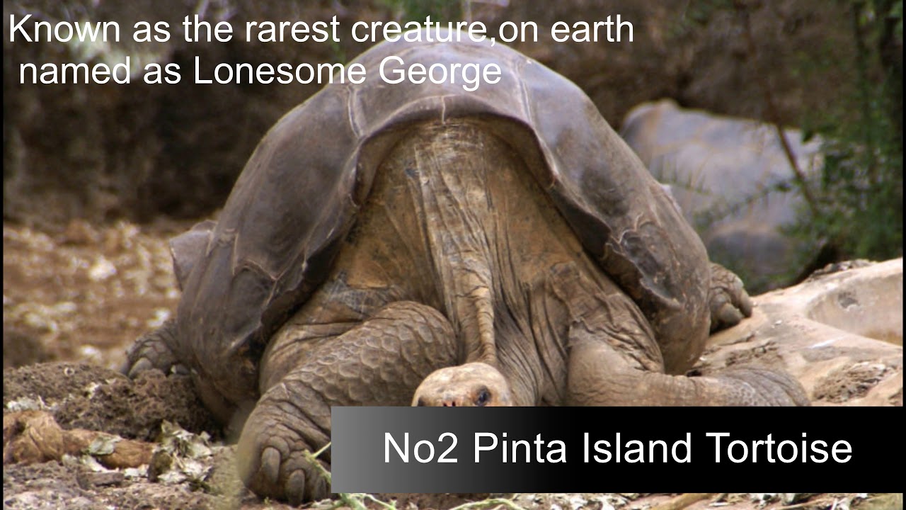 ⁣top 5  extinct animal in 2019