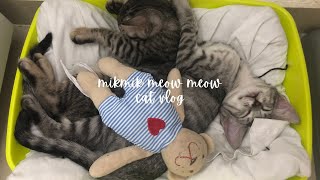 Cute Kittens Falling Asleep | Cat Vlog #shorts